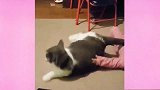 小萌娃在扯猫咪的耳朵，猫咪一动不动，真是太可爱了！