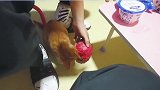 橘猫：主人吃的任何东西都必须经过我的鼻子