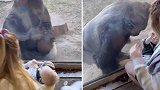 美国一动物管理员休产假时将女儿带去“介绍”给大猩猩