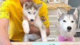 狗宝宝要去新家了，主人给它们签下保证书，狗妈妈眼里充满了不舍