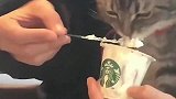 有钱人的宠物，连狸花猫都喝上星巴克了