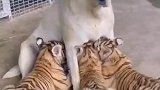 小老虎把狗狗当成了妈妈