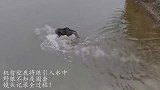 机智驼鹿将狼引入水中，野狼不知是圈套，镜头记录全过程！