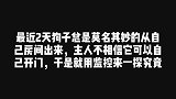 拉布拉多每天自己开门出去，主人看到监控后，直呼还能这样操作