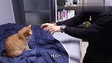 铲屎官戴了个猫咪头套，宠物猫看到后，举动笑翻了