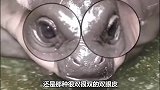 最小最稀有的河马，你见过这么可爱的河马吗