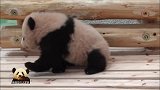 萌力无穷的熊猫宝宝走猫步时小心翼翼的神态，可爱得一塌糊涂