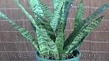 老花农养虎皮兰，半年埋半碗豆渣，叶子坚挺肥厚，小芽窜的猛