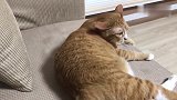 猫咪躺在沙发上玩，主人一直拍它，猫咪生气了抓着主人的手就要咬