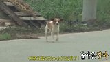 追母狗跑丢找了三年的狗自己回来了一身体检查主人都懵了