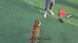 醉酒男走进老虎园，一头老虎走了过来，网友：这是要演武松打虎？
