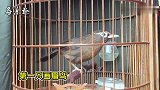 画眉鸟鉴赏：近距离观察2只画眉鸟，你觉得哪只鸟更好一些？