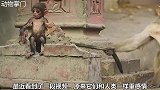 一人将仿真猴扔进猴群，结果猴群误以为失手害死同伴，场景太感人