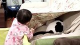 小宝宝强行跟猫玩捉迷藏，猫咪无奈：在逼一个最爱你的人即兴表演