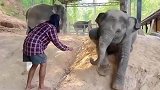 小象看到铲屎官要揍自己，叛逆的小眼神亮了