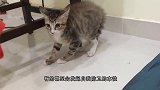 猫咪闯进母鸡的地盘，结果被母鸡包围，猫咪这下可惨了