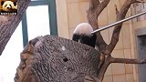 可爱指数爆表的熊猫宝宝成功从大树上爬下来，赶紧找妈妈求表扬