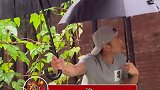 谢霆锋给菜打伞，锋哥这也太心疼菜了，给菜打伞也太可爱了，要不下次直接来个大棚吧