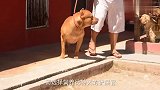被明令禁止饲养的比特犬,战斗力到底有多惊人,说出来谁都不信