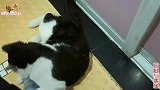 二哈猫尿床又打碎海碗，被主人按住审问，公猫：多陪陪母猫不香吗