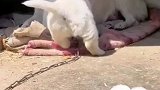 小狗依偎在妈妈身边，无忧无虑肆意玩耍