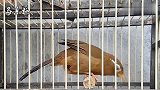 公画眉鸟大叫，叫声洪亮，清晰无杂音，拿给你的画眉鸟听听