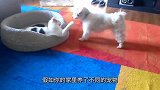 狗狗正在睡觉，猫咪嫌它打呼噜，上来就是两耳光！