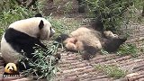 熊猫滚滚们坐在一起卖萌，向左向右向前吐舌头那位好抢戏