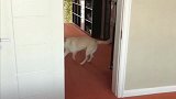 狗狗捡鸭脖回来，发现女主不见了，太逗了