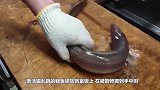 韩国大厨的刀工有多变态？鳗鱼刚准备反咬，瞬间被一刀“爆头”