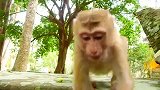 实拍：猴子在孤独中寻找快乐