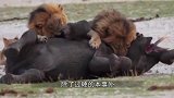 狮子匍匐在地，突袭角马群，网友：狮子太会观察了！