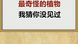 最奇怪的植物。