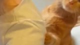 爬上后背的小猫咪泰裤辣