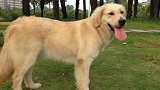1岁女童遭大型犬飞扑抓伤 狗主人一走了之：我有的是钱
