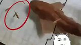 男子去做鱼疗，却被大鱼吓了一跳
