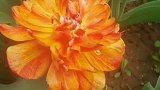 西安 西安植物园春季花展，郁金香C位盛开！快来打卡啦！