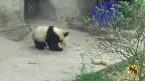 熊猫和它的“篮筐基尼”被奶妈扣走 网友：你超重啦