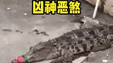 救命，鳄鱼进小区了