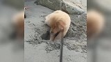 这只狗狗在沙滩上刨坑，你不怕主人打你啊，太会玩了吧！