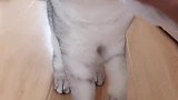 折耳猫的通病，去医院了