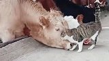 两只牛真是太可爱了，居然还能和小猫米玩一块去，真是太搞笑了！