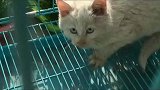 救助流浪猫的大门一旦打开，就很难再关上