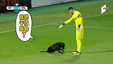 足球暖心场面，狗狗闯入球场与门将玩耍竟似曾相识！