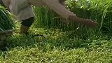 超市里的一捆捆空心菜，原来在地里就已经绑好了