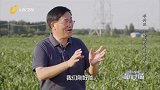 大豆与玉米同种，同种的难度在哪？