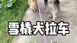 不用去哈尔滨体验雪橇犬拉车，因为我有专属座驾