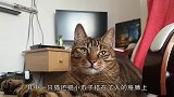 家电撸猫新方式，只要按下开关，猫咪就会非常听话