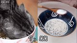 买了新东西不要跟猫炫耀！猫嫉妒起来什么都做的出！