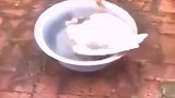你可能不信，我家鸭子淹死了！
